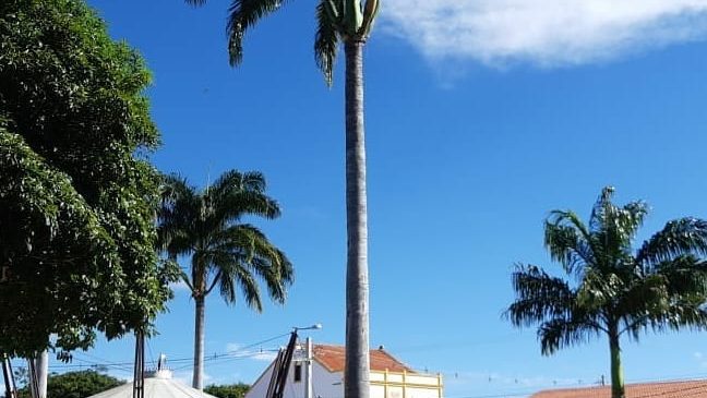 As palmeiras imperiais da Praça Almino Afonso da cidade de Martins/RN, são sem dúvidas, um dos mais belos cartões postais do Município