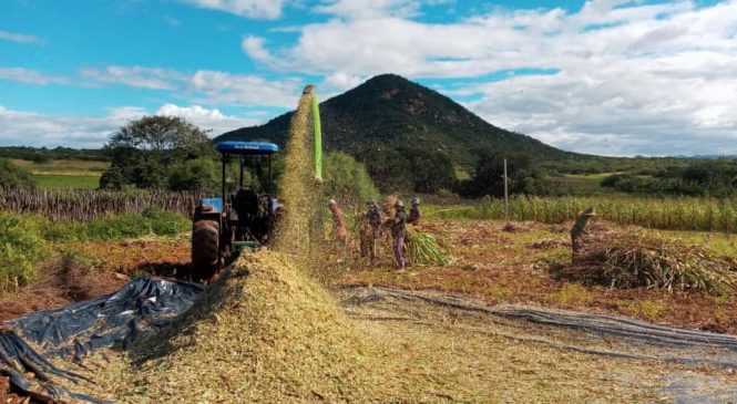 Programa de silagem é feito pela Secretaria Municipal de Agricultura de Rafael Godeiro/RN, com apoio da Emater