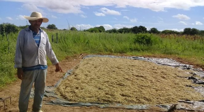 Governo da Prefeita Maria Helena inicia a produção de Silagem para atender produtores rurais de Olho D’Água do Borges/RN