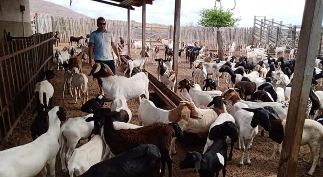 A Secretaria de Desenvolvimento Rural (SEDRU), em parceria com o sindicato rural e o Serviço Nacional de Aprendizam Rural (SENAR-RN), viabilizou para o município de Pau dos Ferros, o programa de Assistência Técnica e Gerencial (ATeG), contemplando 10 produtores de ovinos e caprinos da zona rural