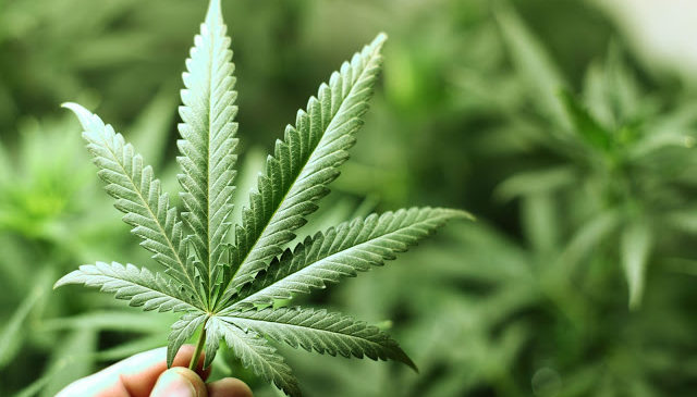 Anvisa inclui a Maconha em relação de plantas medicinais