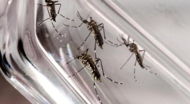 Mais de 90% dos municípios do RN apresentam infestação predial de Aedes aegypti